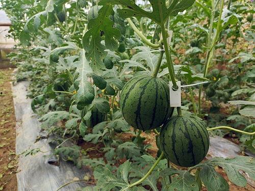 五一吃瓜网免费吃瓜,免费瓜果盛宴等你来尝！