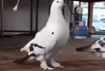 鸽子翻车阿姨爆料视频,揭秘背后惊人真相